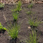 natuurlijke beplanting natuurlijke beplanting