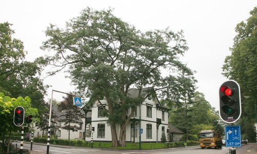 Kappen van een zieke boom Kappen van een zieke boom